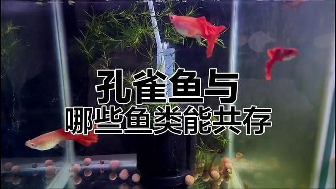 孔雀魚和哪種魚混養比較安全（孔雀魚與哪些魚混養比較安全）