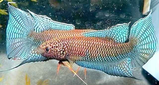 孔雀魚和哪種魚混養比較安全（孔雀魚與哪些魚混養比較安全）