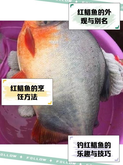 紅鯧魚為什么很少人買（紅鯧魚為什么沒人吃w教生活紅鯧魚為什么沒人吃）