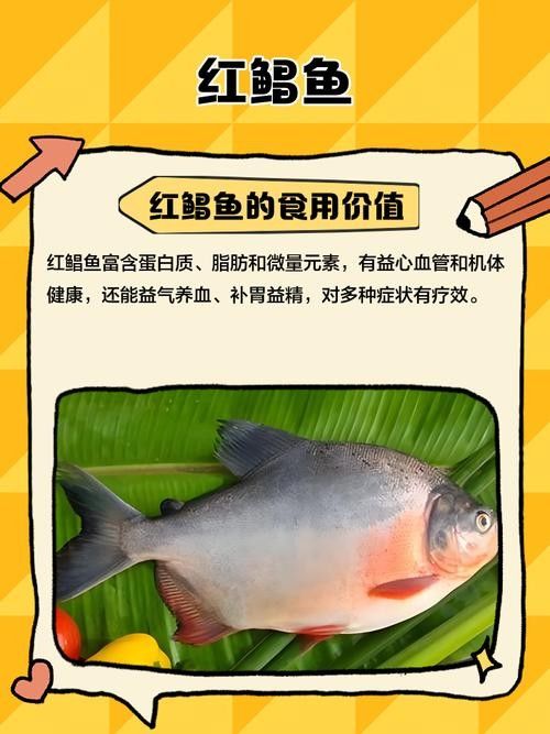 紅鯧魚為什么很少人買（紅鯧魚為什么沒人吃w教生活紅鯧魚為什么沒人吃）