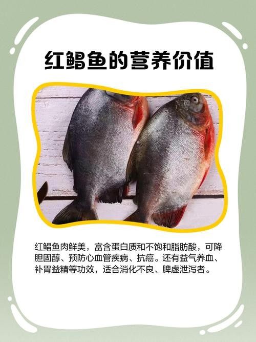 紅鯧魚為什么很少人買（紅鯧魚為什么沒人吃w教生活紅鯧魚為什么沒人吃）