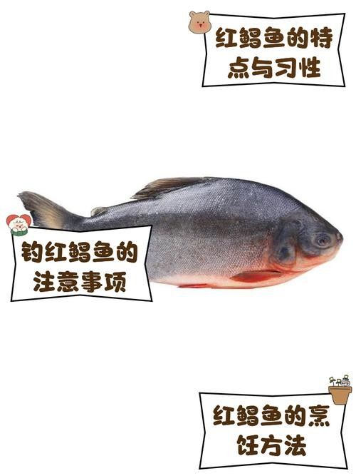 紅鯧魚為什么很少人買（紅鯧魚為什么沒人吃w教生活紅鯧魚為什么沒人吃）