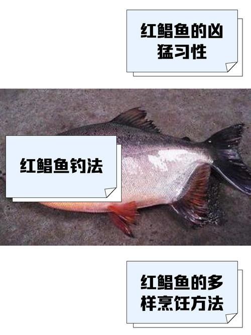 紅鯧魚為什么很少人買（紅鯧魚為什么沒人吃w教生活紅鯧魚為什么沒人吃）