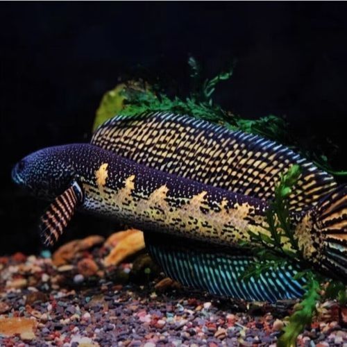 如何預防黃金眼鏡蛇雷龍魚生病？（黃金眼鏡蛇雷龍魚生病的關鍵在于維持良好的水質和適宜環境條件） 如何預防黃金眼鏡蛇雷龍魚生病？（黃金眼鏡蛇雷龍魚生病的關鍵在于維持良好的水質和適宜環境條件） 龍魚百科 第1張