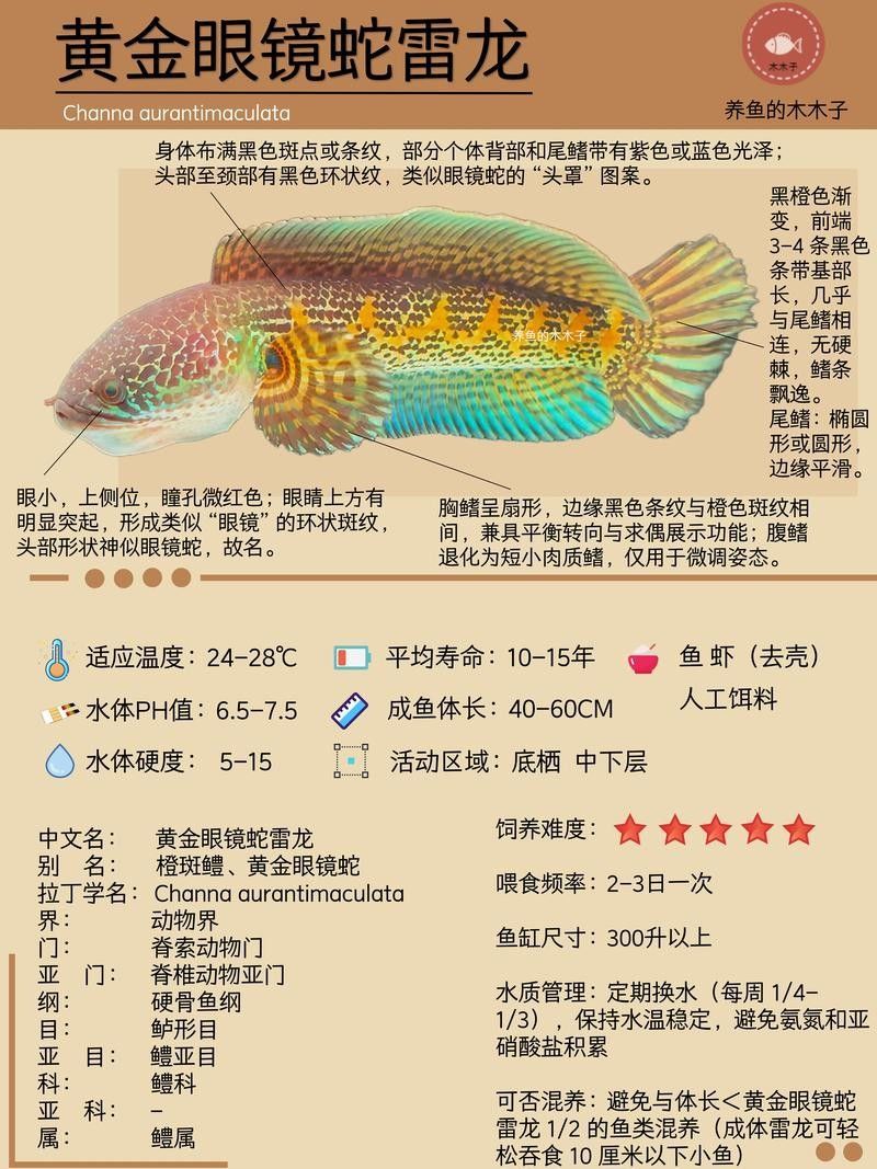 如何預防黃金眼鏡蛇雷龍魚生病？（黃金眼鏡蛇雷龍魚生病的關鍵在于維持良好的水質和適宜環境條件） 如何預防黃金眼鏡蛇雷龍魚生病？（黃金眼鏡蛇雷龍魚生病的關鍵在于維持良好的水質和適宜環境條件） 龍魚百科 第4張