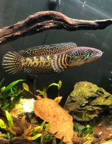 如何預防黃金眼鏡蛇雷龍魚生病？（黃金眼鏡蛇雷龍魚生病的關鍵在于維持良好的水質和適宜環境條件） 如何預防黃金眼鏡蛇雷龍魚生病？（黃金眼鏡蛇雷龍魚生病的關鍵在于維持良好的水質和適宜環境條件） 龍魚百科 第3張