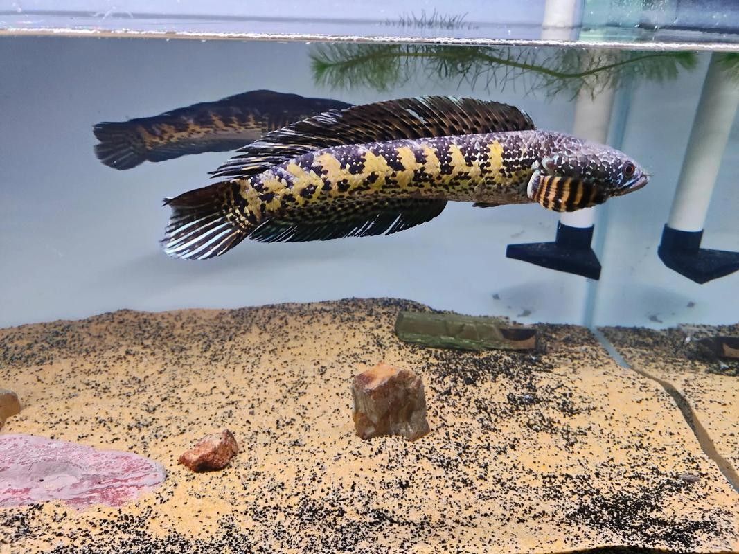 如何預防黃金眼鏡蛇雷龍魚生病？（黃金眼鏡蛇雷龍魚生病的關鍵在于維持良好的水質和適宜環境條件） 如何預防黃金眼鏡蛇雷龍魚生病？（黃金眼鏡蛇雷龍魚生病的關鍵在于維持良好的水質和適宜環境條件） 龍魚百科 第5張