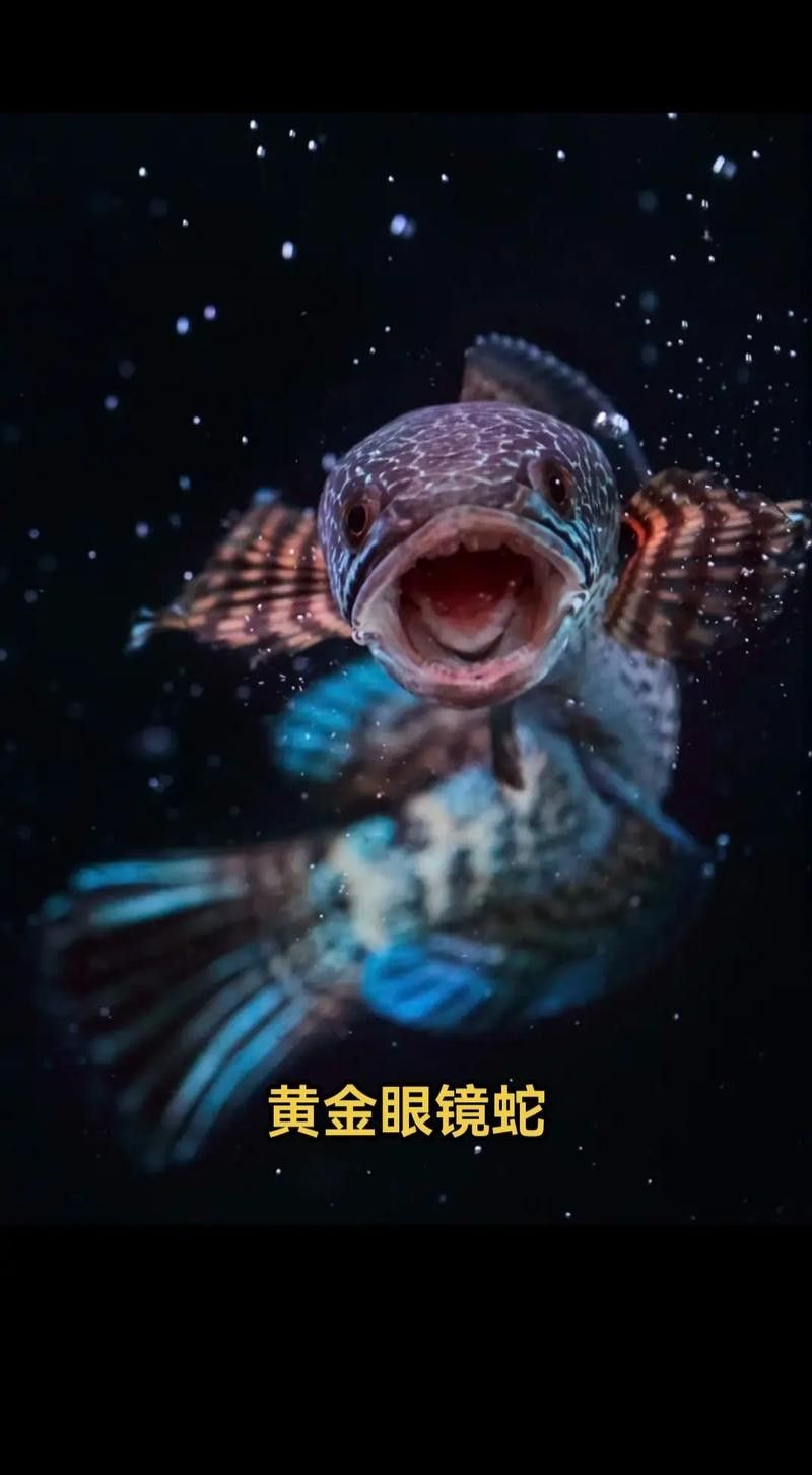 如何預防黃金眼鏡蛇雷龍魚生病？（黃金眼鏡蛇雷龍魚生病的關鍵在于維持良好的水質和適宜環境條件） 如何預防黃金眼鏡蛇雷龍魚生病？（黃金眼鏡蛇雷龍魚生病的關鍵在于維持良好的水質和適宜環境條件） 龍魚百科 第13張