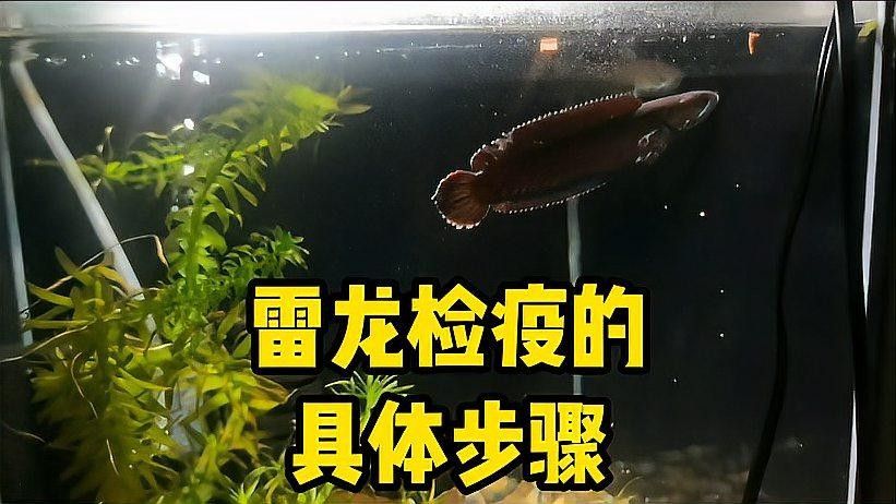 如何預防黃金眼鏡蛇雷龍魚生病？（黃金眼鏡蛇雷龍魚生病的關鍵在于維持良好的水質和適宜環境條件） 如何預防黃金眼鏡蛇雷龍魚生病？（黃金眼鏡蛇雷龍魚生病的關鍵在于維持良好的水質和適宜環境條件） 龍魚百科 第8張