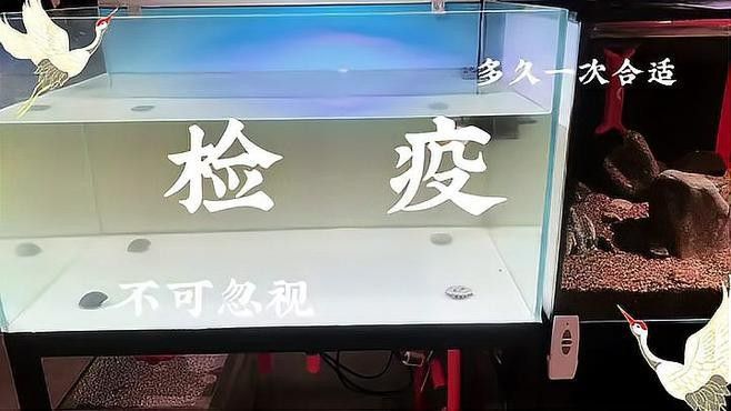 如何預防黃金眼鏡蛇雷龍魚生病？（黃金眼鏡蛇雷龍魚生病的關鍵在于維持良好的水質和適宜環境條件） 如何預防黃金眼鏡蛇雷龍魚生病？（黃金眼鏡蛇雷龍魚生病的關鍵在于維持良好的水質和適宜環境條件） 龍魚百科 第9張