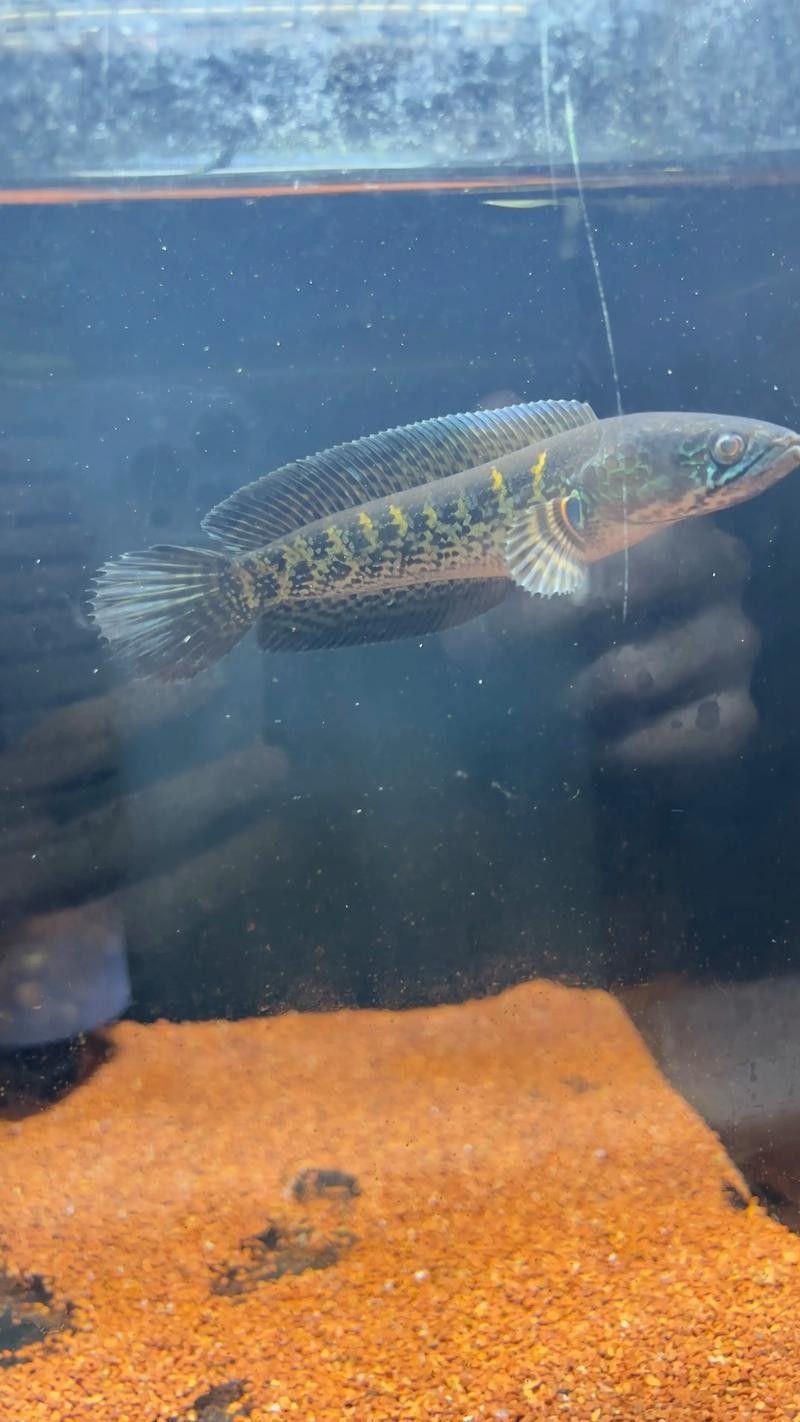 如何預防黃金眼鏡蛇雷龍魚生病？（黃金眼鏡蛇雷龍魚生病的關鍵在于維持良好的水質和適宜環境條件） 如何預防黃金眼鏡蛇雷龍魚生病？（黃金眼鏡蛇雷龍魚生病的關鍵在于維持良好的水質和適宜環境條件） 龍魚百科 第12張