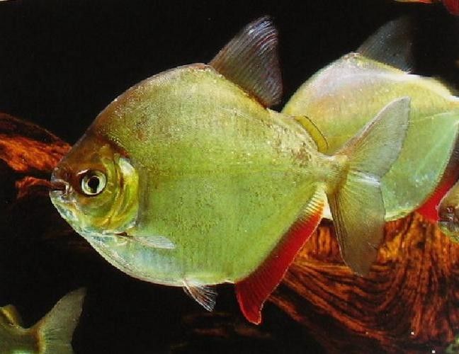 委內瑞拉紅勾丁魚品牌介紹（委內瑞拉紅勾丁魚）