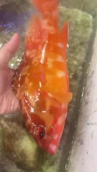 委內瑞拉紅勾丁魚品牌介紹（委內瑞拉紅勾丁魚）