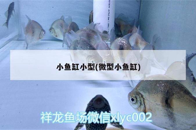 小魚缸小型(微型小魚缸)（小型微型小魚缸設(shè)計）