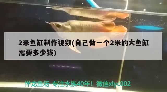 龍魚干蝦有營養嗎 2米魚缸制作視頻(自己做一個2米的大魚缸需要多少錢)(2米大型魚缸制作視頻) 觀賞魚百科 2米魚缸制作視頻(自己做一個2米的大魚缸需要多少錢)(2米大型魚缸制作視頻) 2米魚缸制作視頻(自己做一個2米的大魚缸需要多少錢)(2米大型魚缸制作視頻) 觀賞魚百科