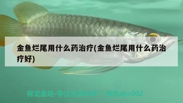 金魚爛尾用什么藥治療(金魚爛尾用什么藥治療好)（治療金魚爛尾用什么藥治療）