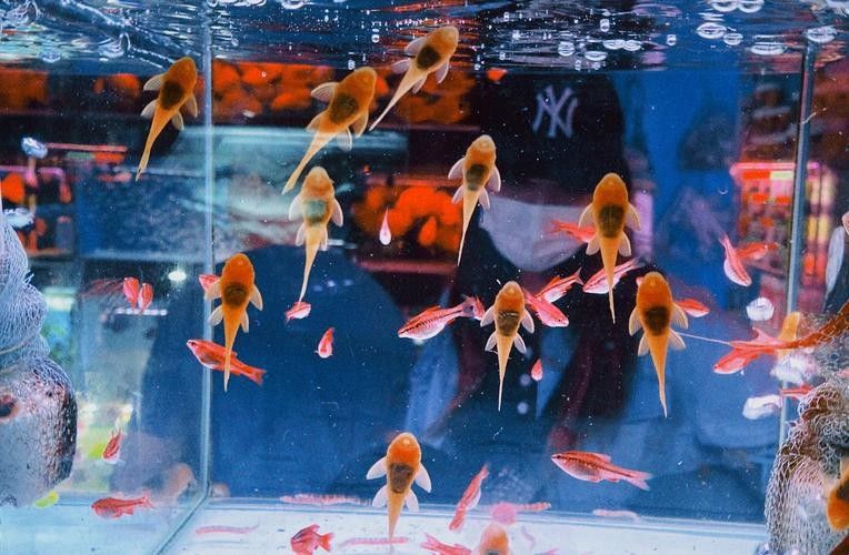 如何前往大發(fā)花鳥魚市場？（北京大發(fā)花鳥魚市場交通指南→北京朝陽發(fā)布）