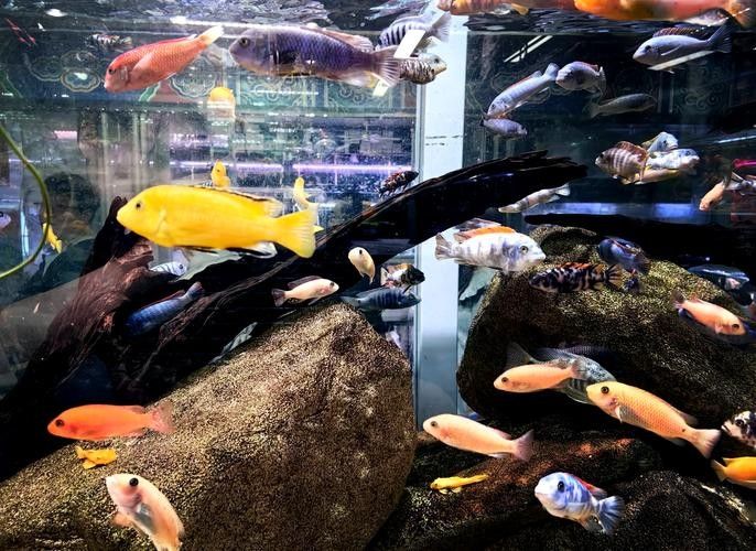 如何前往大發花鳥魚市場？（北京大發花鳥魚市場交通指南→北京朝陽發布）