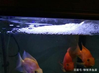 龍魚爛鰓是什么原因（龍魚爛鰓是什么原因造成的）（龍魚爛鰓是怎么回事）