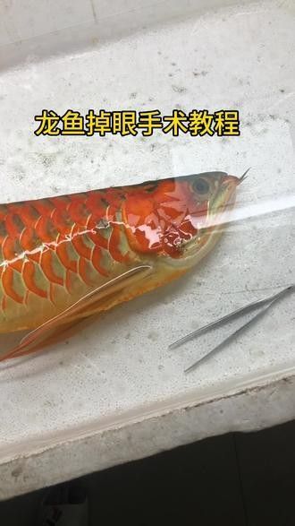 龍魚眼睛下垂手術風險大嗎（龍魚眼睛下垂手術有風險嗎龍魚掉眼手術有風險嗎） 龍魚眼睛下垂手術風險大嗎（龍魚眼睛下垂手術有風險嗎龍魚掉眼手術有風險嗎） 龍魚百科 第4張