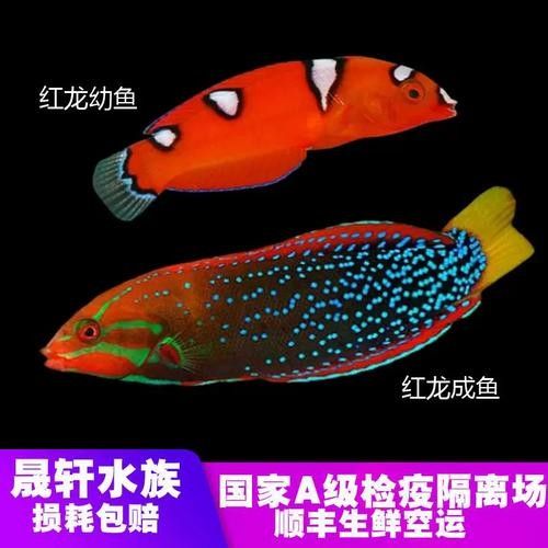 馬來(lái)西亞紅龍魚(yú)的價(jià)格是多少（西亞紅龍魚(yú)怎么養(yǎng)容易發(fā)色這幾個(gè)小技巧你要知道） 馬來(lái)西亞紅龍魚(yú)的價(jià)格是多少（西亞紅龍魚(yú)怎么養(yǎng)容易發(fā)色這幾個(gè)小技巧你要知道） 龍魚(yú)百科 第2張