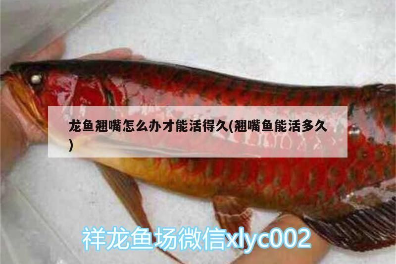 龍魚翹嘴怎么辦才能活得久(翹嘴魚能活多久)（關于龍魚翹嘴怎么辦才能活得久）