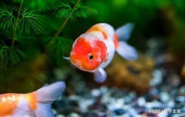 雷龍魚好養嘛怎么養（如何正確飼養雷龍魚？） 雷龍魚好養嘛怎么養（如何正確飼養雷龍魚？） 觀賞魚百科