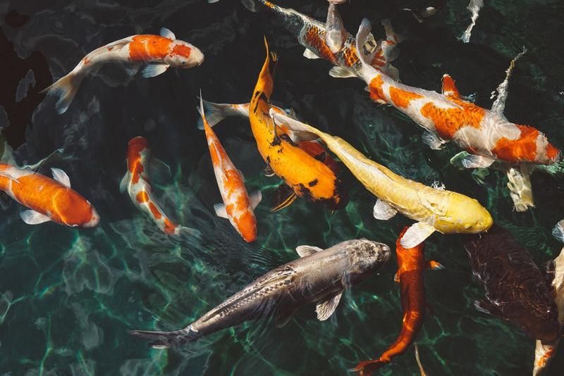 有哪些金龍魚專用背景圖片？（金龍魚專用背景圖片） 有哪些金龍魚專用背景圖片？（金龍魚專用背景圖片） 龍魚百科 第2張