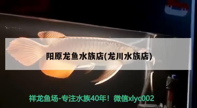 魚缸用增氧泵價格是多少:魚缸增氧機(jī)-xtrac增氧機(jī)-xtrac增氧機(jī) 陽原龍魚水族店(龍川水族店)(陽原龍魚水族店) 觀賞魚百科 陽原龍魚水族店(龍川水族店)(陽原龍魚水族店) 陽原龍魚水族店(龍川水族店)(陽原龍魚水族店) 觀賞魚百科