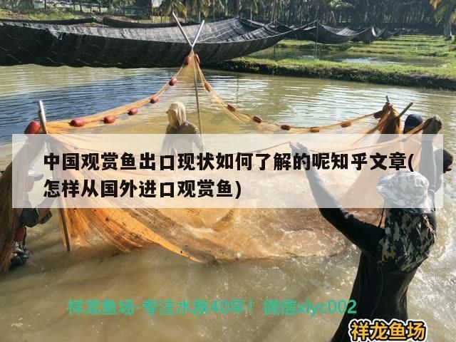 龍魚干蝦有營養(yǎng)嗎 中國觀賞魚出口現(xiàn)狀如何了解的呢知乎文章(怎樣從國外進(jìn)口觀賞魚)(中國觀賞魚出口現(xiàn)狀如何了解) 觀賞魚百科 中國觀賞魚出口現(xiàn)狀如何了解的呢知乎文章(怎樣從國外進(jìn)口觀賞魚)(中國觀賞魚出口現(xiàn)狀如何了解) 中國觀賞魚出口現(xiàn)狀如何了解的呢知乎文章(怎樣從國外進(jìn)口觀賞魚)(中國觀賞魚出口現(xiàn)狀如何了解) 觀賞魚百科