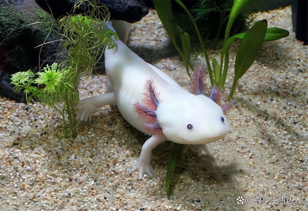 六角恐龍魚多久喂一次（六角恐龍魚多久喂一次合適）