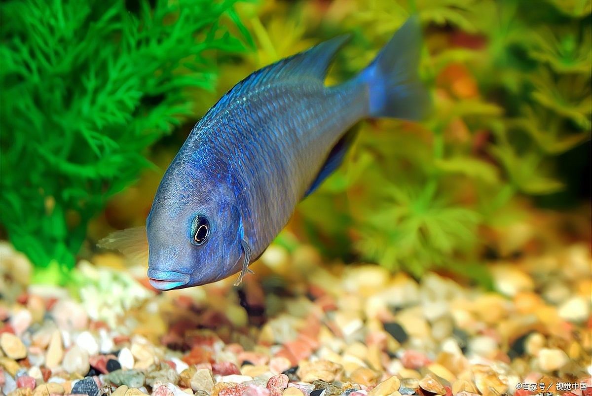 六角恐龍魚(yú)多久喂一次（六角恐龍魚(yú)多久喂一次合適）