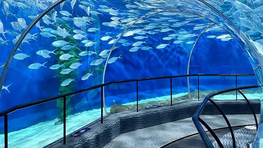 上海有哪些高端水族店（上海海洋之星水族館）