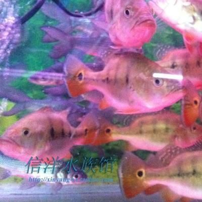 烏海觀賞魚批發(fā)市場：烏海觀賞魚市場 烏海觀賞魚批發(fā)市場：烏海觀賞魚市場 觀賞魚百科 第2張