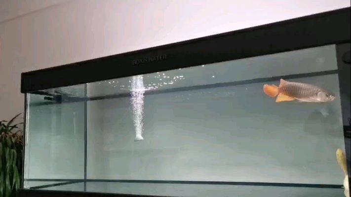 烏海觀賞魚批發(fā)市場：烏海觀賞魚市場 烏海觀賞魚批發(fā)市場：烏海觀賞魚市場 觀賞魚百科 第6張