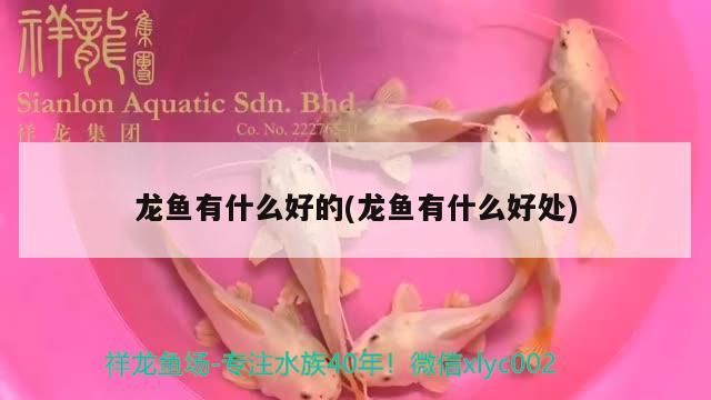 龍魚有什么好的(龍魚有什么好處)（龍魚有什么好處，）