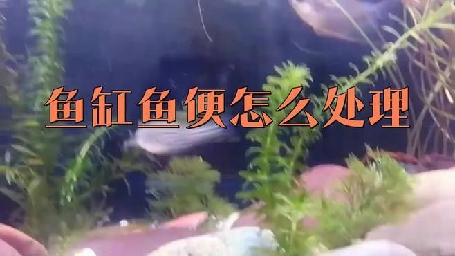 哪種工具魚清理糞便最有效（清理魚缸糞便最有效的工具及其特點） 哪種工具魚清理糞便最有效（清理魚缸糞便最有效的工具及其特點） 龍魚百科 第4張