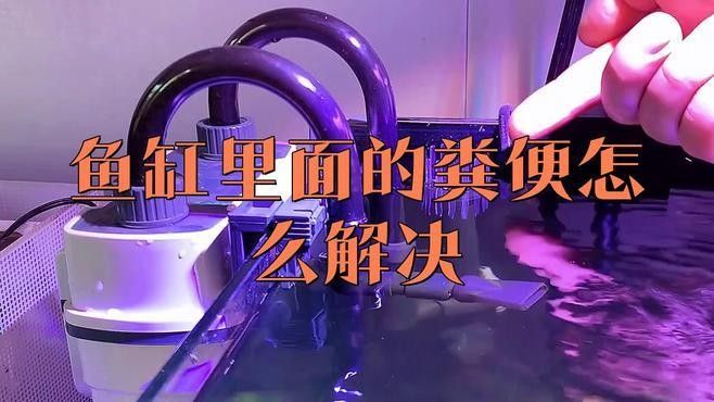 哪種工具魚清理糞便最有效（清理魚缸糞便最有效的工具及其特點） 哪種工具魚清理糞便最有效（清理魚缸糞便最有效的工具及其特點） 龍魚百科 第3張
