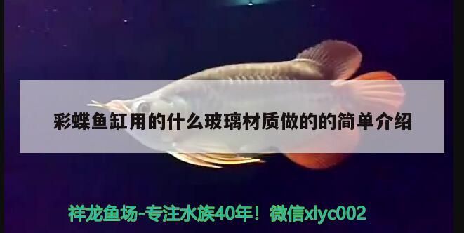 菏澤魚缸批發市場在哪里？，菏澤魚缸批發市場在哪里啊多少錢一斤 菏澤魚缸批發市場在哪里？，菏澤魚缸批發市場在哪里啊多少錢一斤 觀賞魚百科 第2張