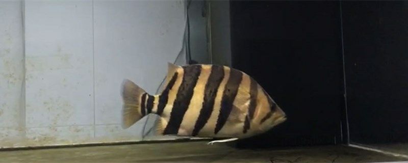 鄂爾多斯觀賞魚市場(chǎng)常見(jiàn)虎魚品種（鄂爾多斯觀賞魚市場(chǎng)）