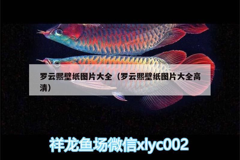 羅云熙壁紙圖片大全（羅云熙壁紙圖片大全高清）（羅云熙壁紙圖片圖片大全）