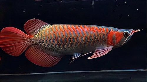 紅龍魚多久適應26度？（紅龍魚溫度多少度合適呼倫貝爾大草原的貓咪們） 紅龍魚多久適應26度？（紅龍魚溫度多少度合適呼倫貝爾大草原的貓咪們） 龍魚百科 第4張
