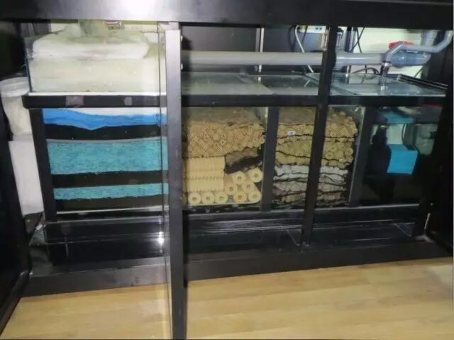 龍魚和元寶鳳凰混養需要多大的過濾系統（魚和元寶鳳凰混養需要注意什么，龍魚和元寶鳳凰混養需要注意什么）