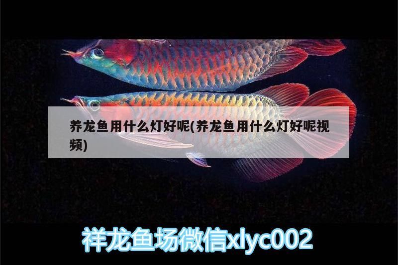 養(yǎng)龍魚用什么燈好呢(養(yǎng)龍魚用什么燈好呢視頻)（養(yǎng)龍魚用什么燈好）