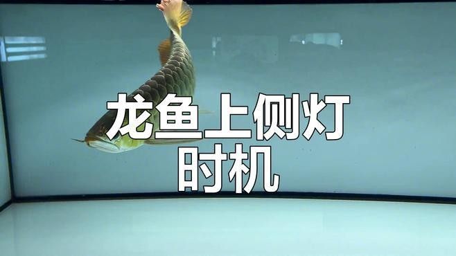 龍魚側燈多久換一次（如何更換魚缸燈汽車之家，燈光原來這么重要，不要毀了你家龍魚！） 龍魚側燈多久換一次（如何更換魚缸燈汽車之家，燈光原來這么重要，不要毀了你家龍魚！） 龍魚百科 第1張