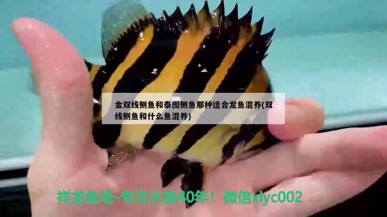 金雙線側(cè)魚和泰囤側(cè)魚那種適合龍魚混養(yǎng)(雙線側(cè)魚和什么魚混養(yǎng))（金雙線側(cè)魚和泰囤側(cè)魚和泰囤側(cè)魚那種適合與龍魚混養(yǎng)嗎）