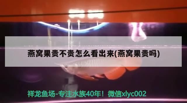 燕窩果貴不貴怎么看出來(燕窩果貴嗎)（燕窩果價格貴不貴）