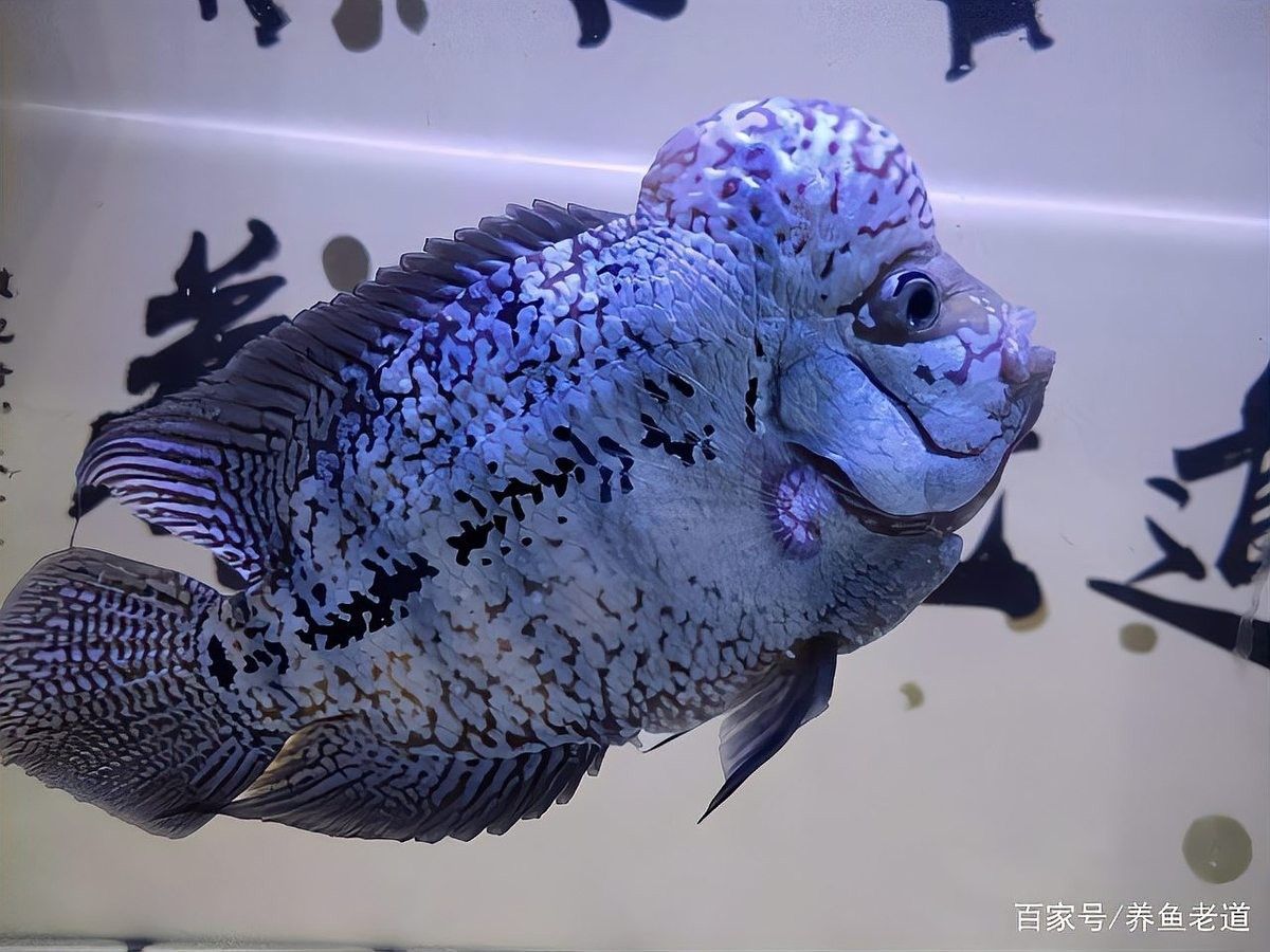 如何判斷金龍魚是否攻擊清道夫（如何判斷金龍魚攻擊清道夫？）
