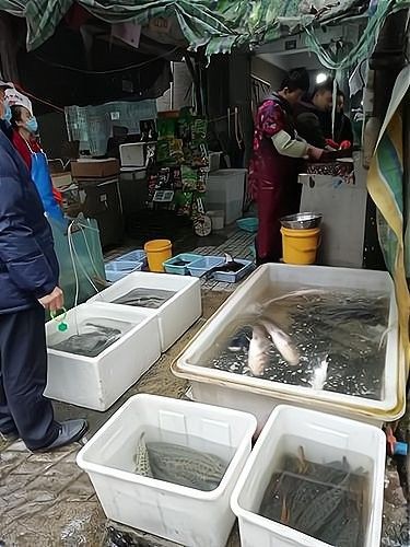 賣龍魚需要多少資金？（加盟星開個賣活魚店需要多少錢加盟星開個賣活魚店需要多少錢） 賣龍魚需要多少資金？（加盟星開個賣活魚店需要多少錢加盟星開個賣活魚店需要多少錢） 龍魚百科 第3張