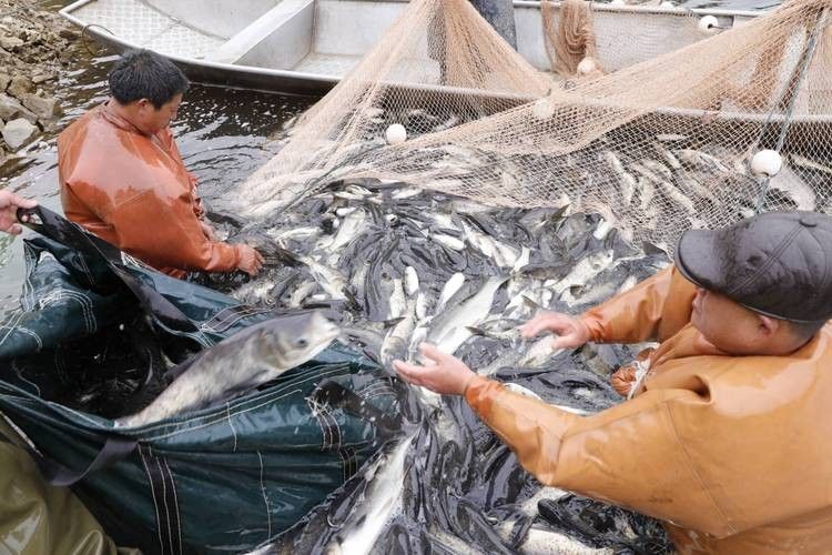 如何聯系到黔南州的龍魚養殖基地（如何聯系到黔南州的龍魚養殖基地？）